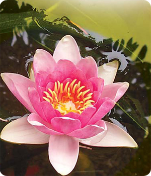 Spiritual Expression